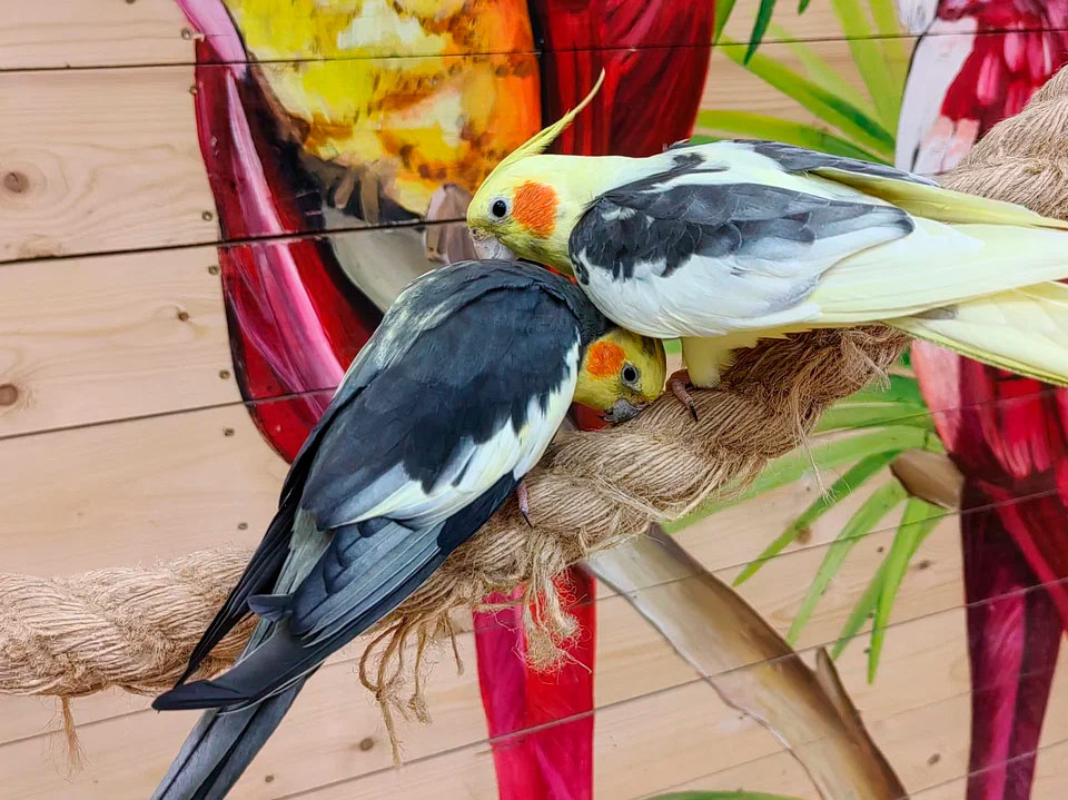 Попугайня в Минске