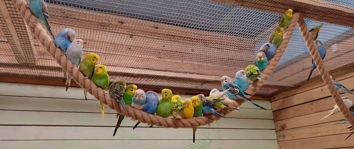 Попугаи в Витебске